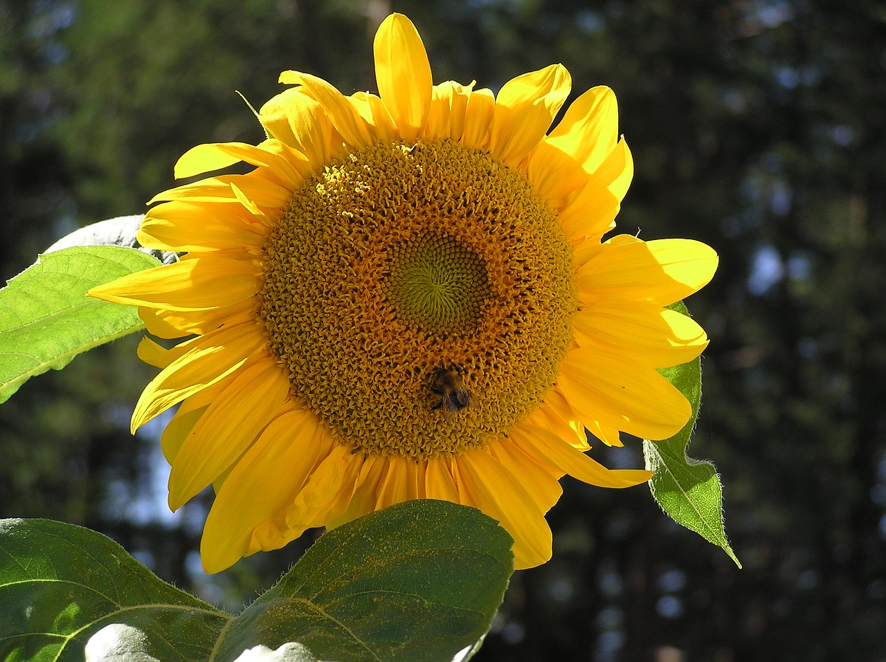 summer flowers summer flowers free photo