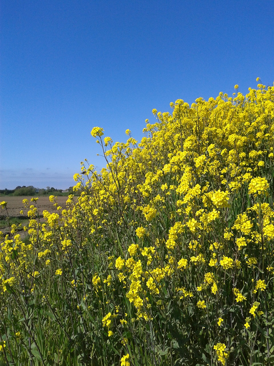 summer flowers yellow free photo