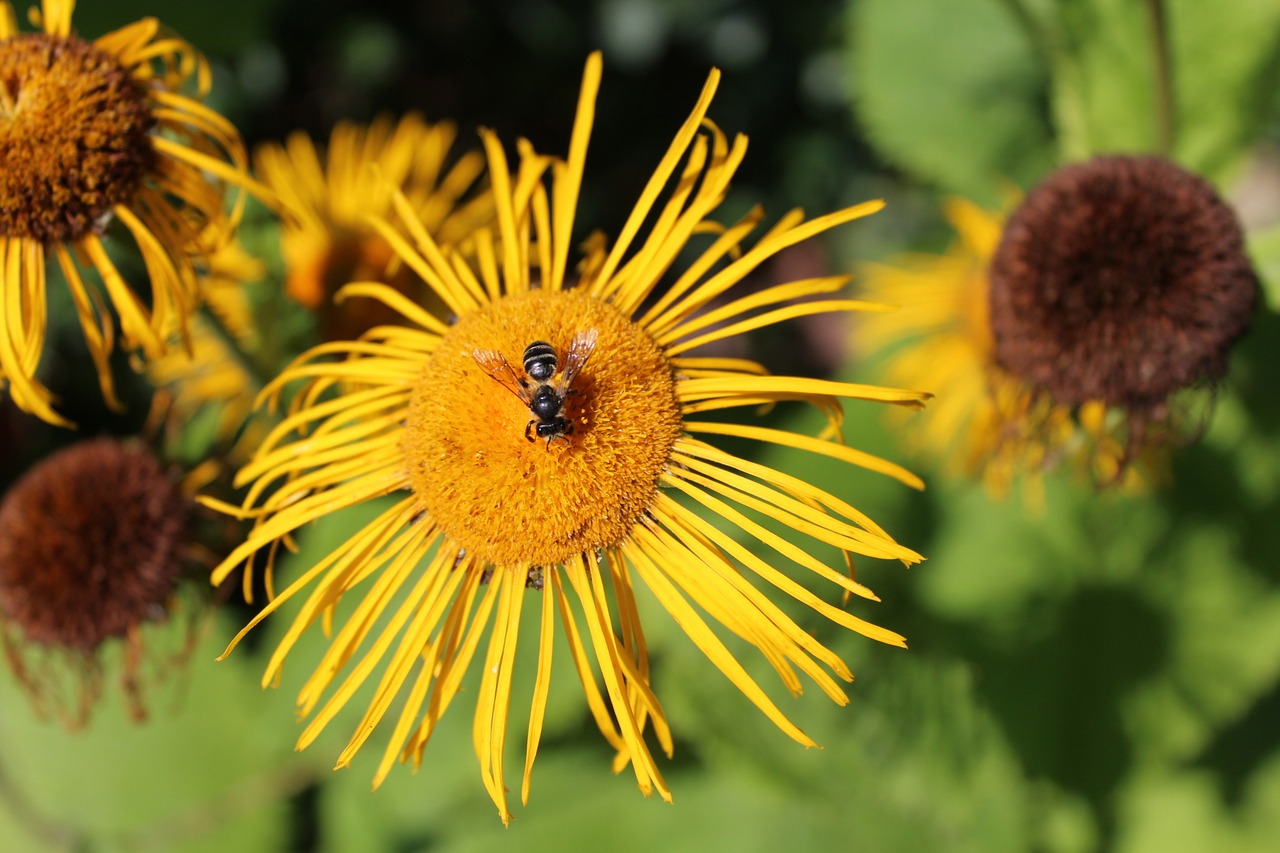 summer flower garden free photo