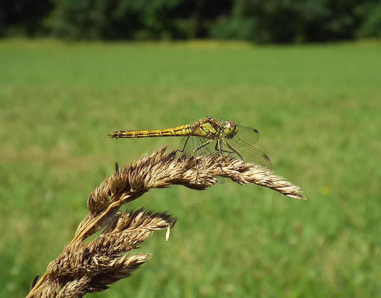 summer dragonfly insect free photo