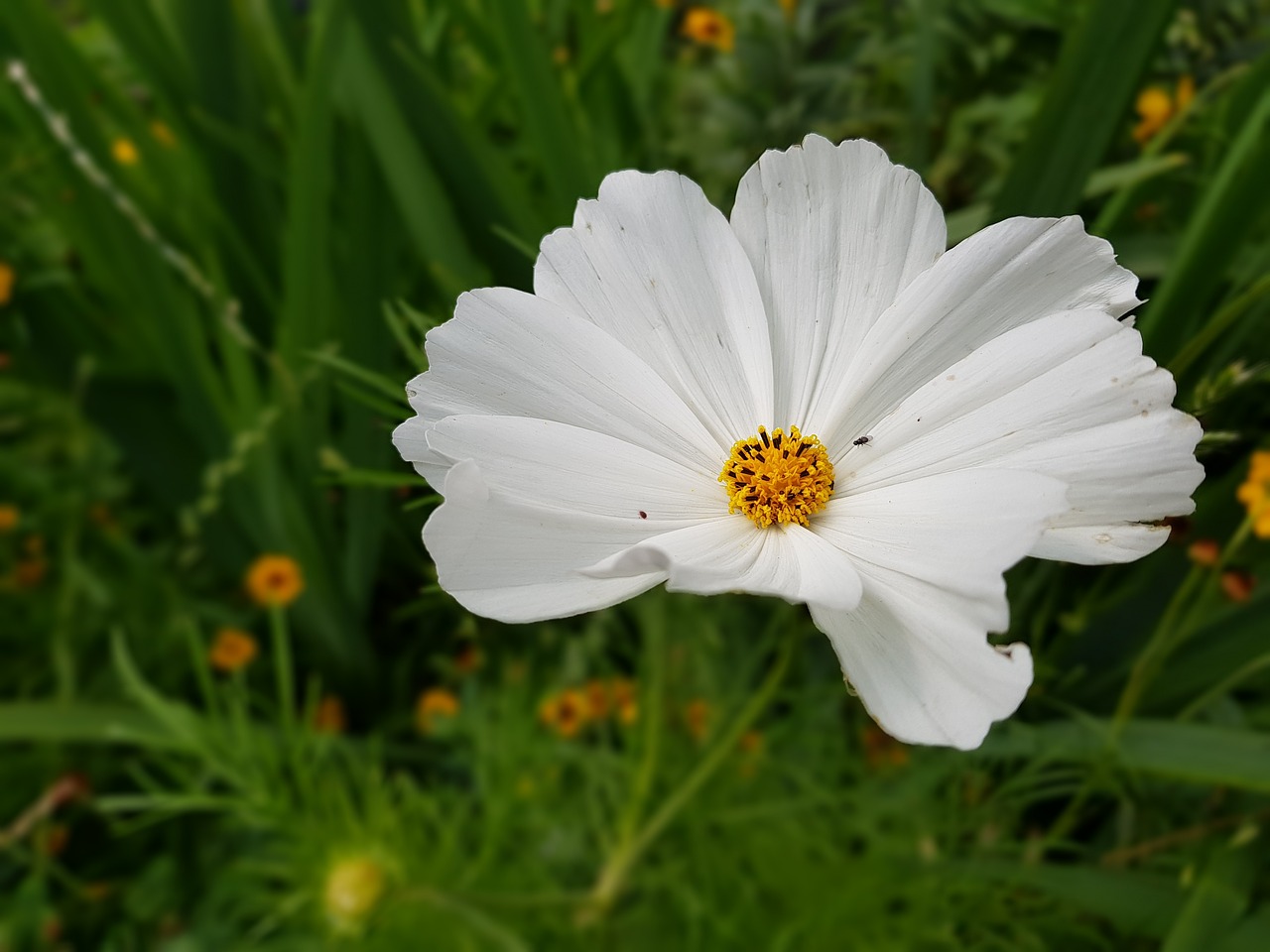 summer flower pond plant free photo