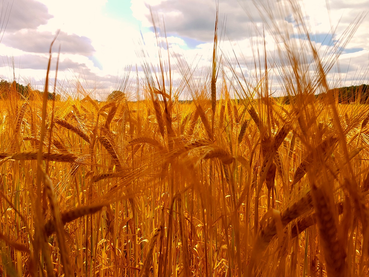 summer wheat landscape free photo