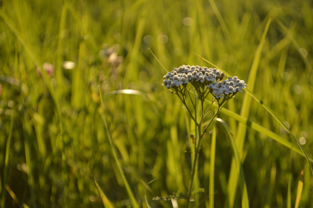 summer grass umbrella free photo