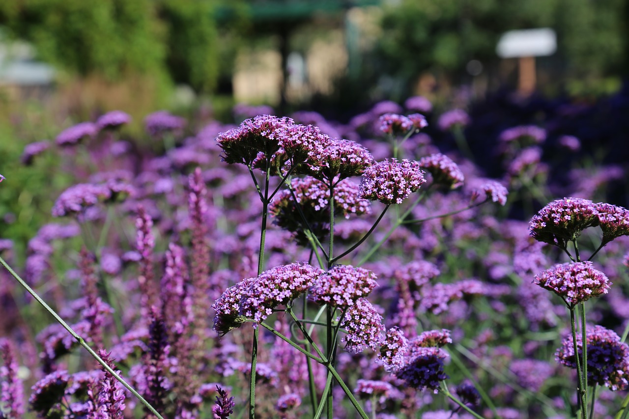 summer purple flowers free photo