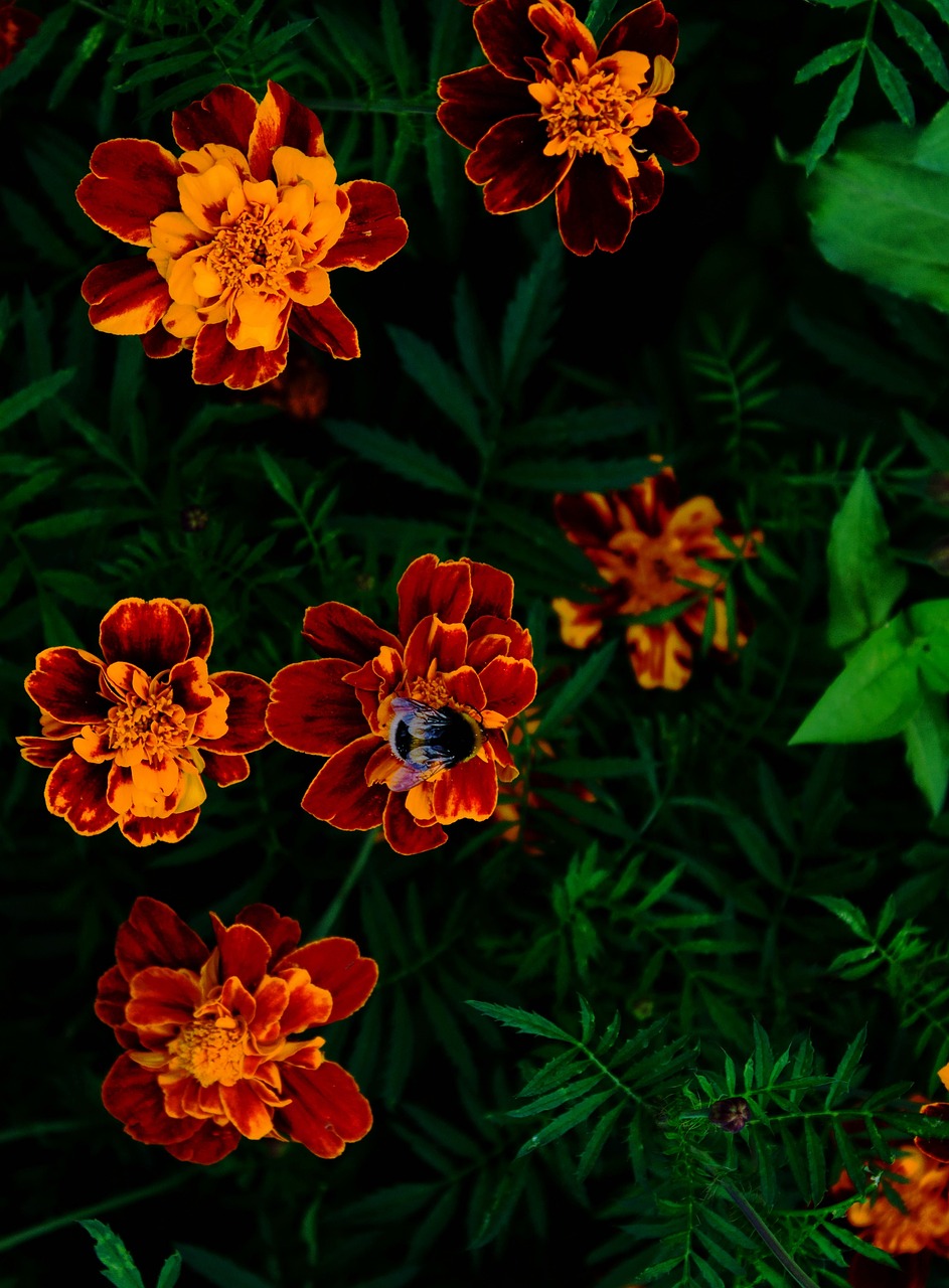 summer flowers bumblebee free photo