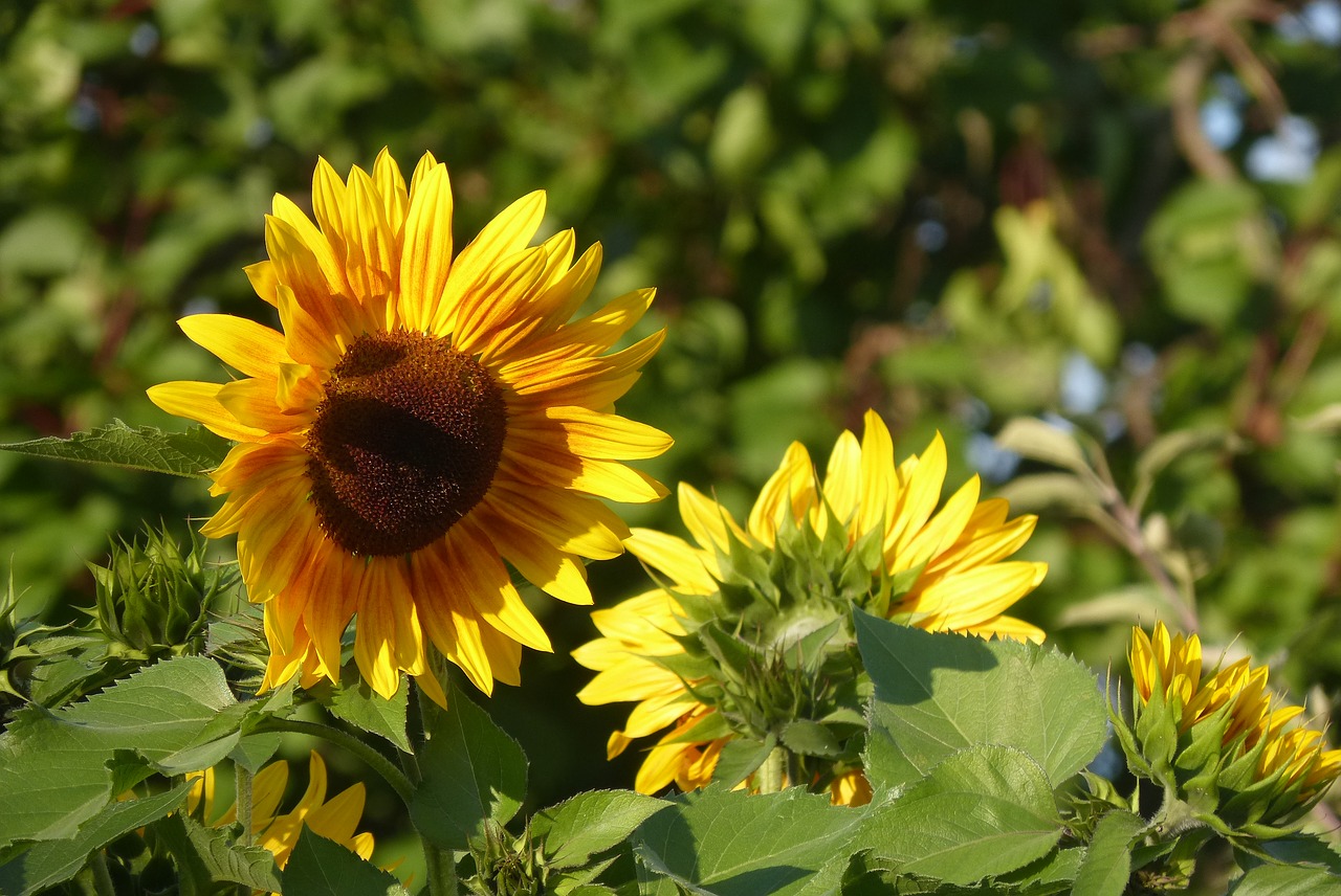 summer sunflower flower free photo