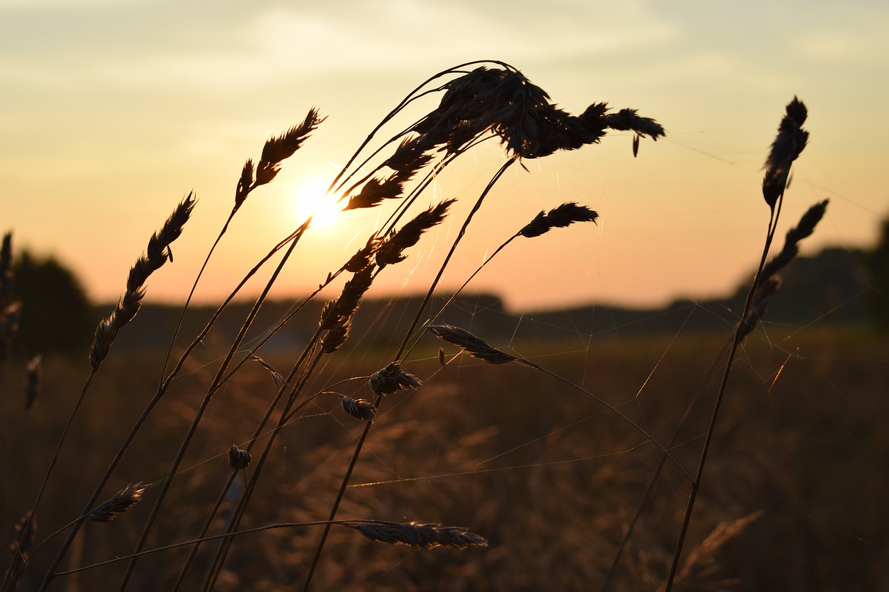 summer meadow field free photo