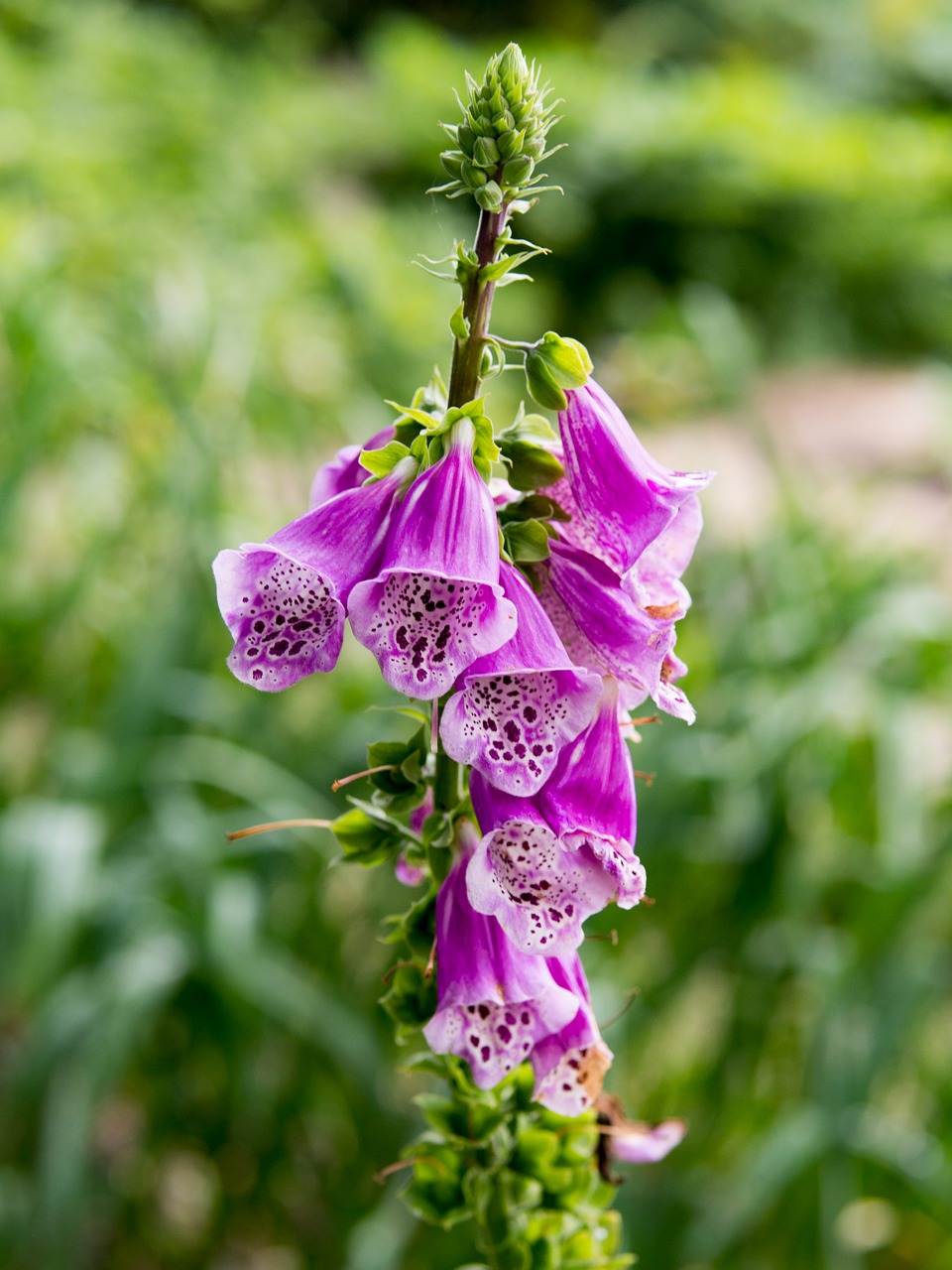 summer flower garden free photo