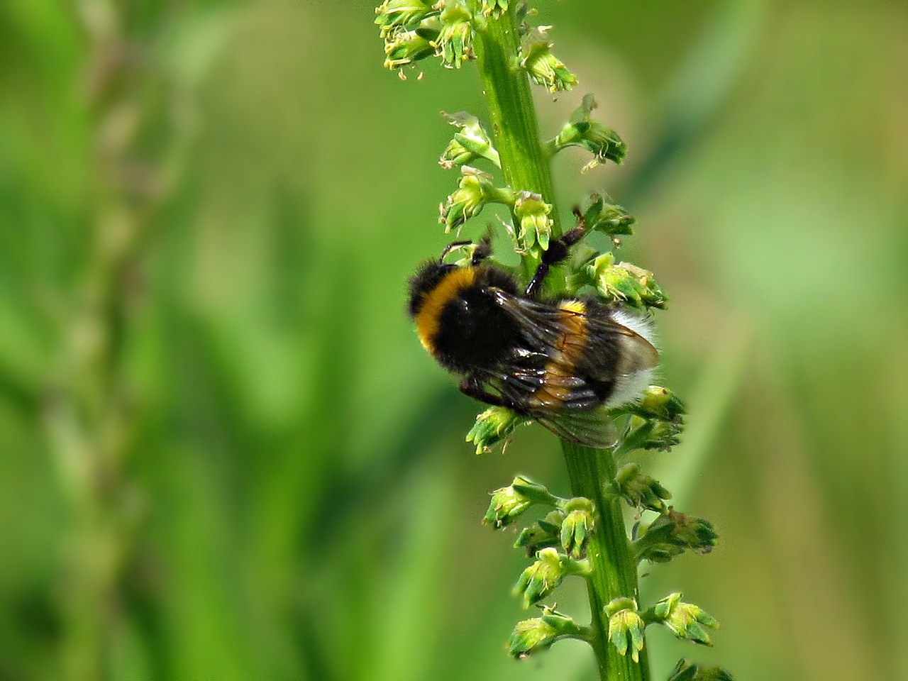 summer insects bumblebee free photo