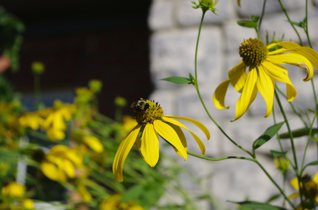 summer flowers yellow free photo