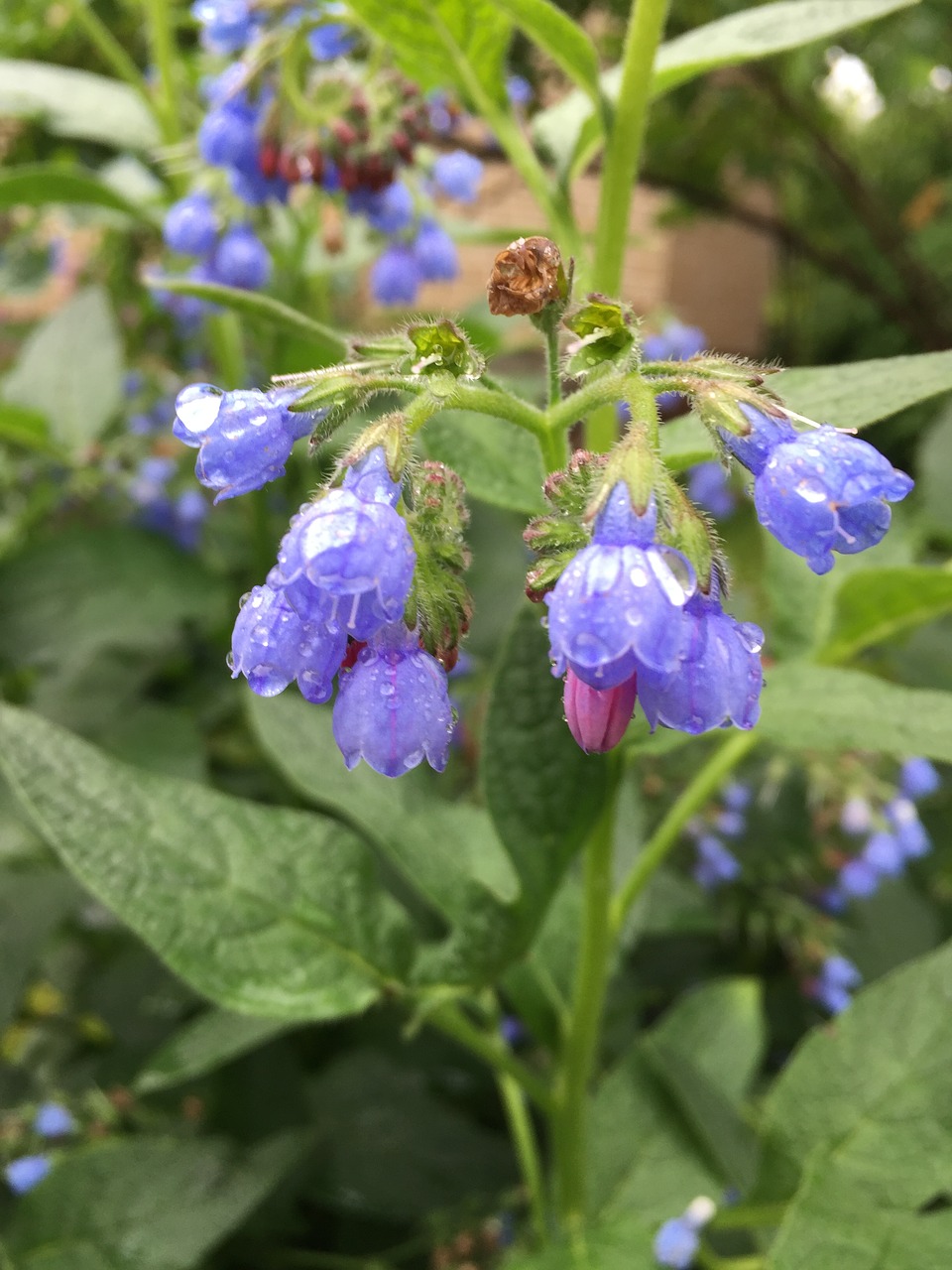 summer flowers purple free photo