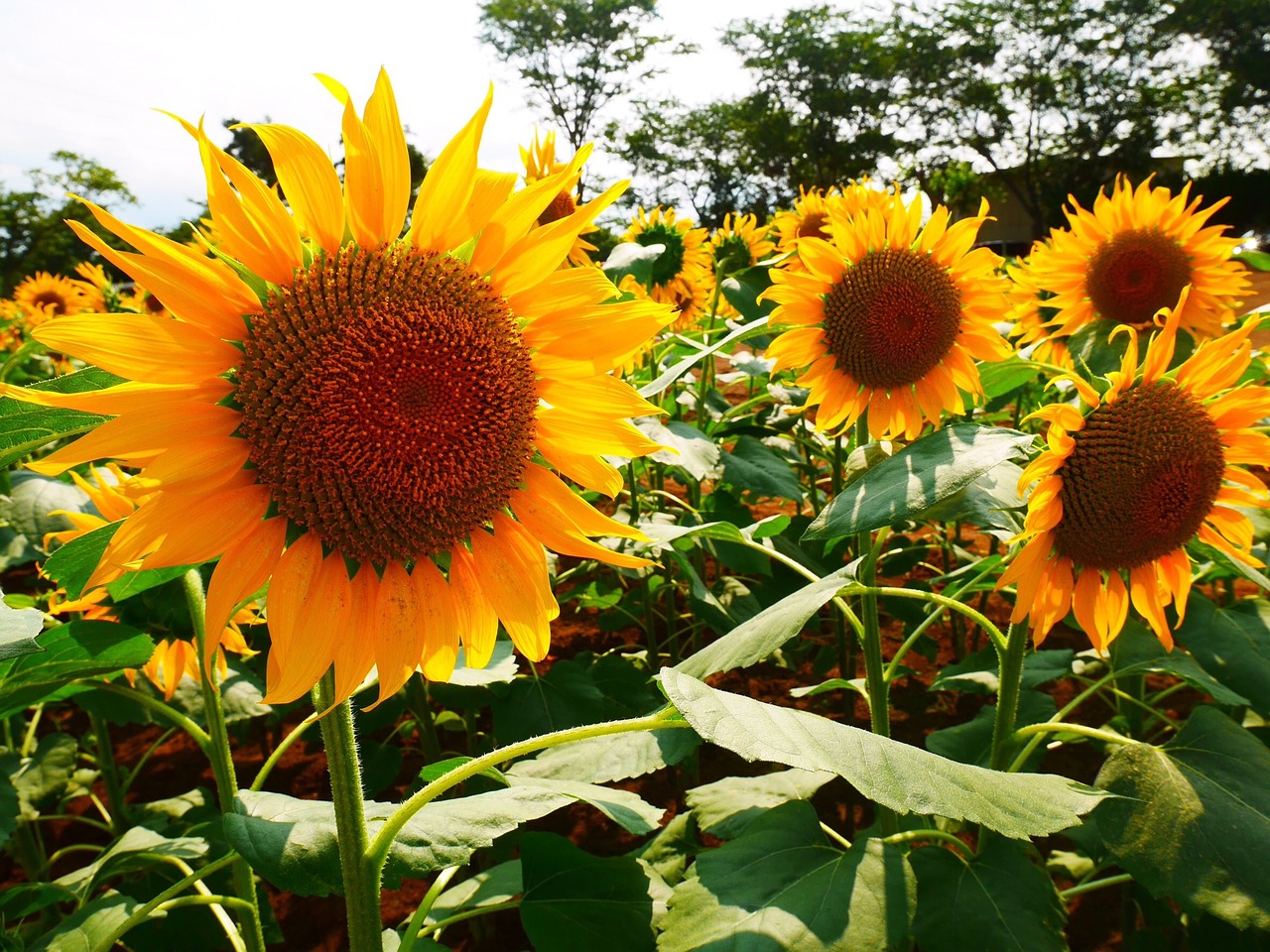 summer sunflower honeybee free photo