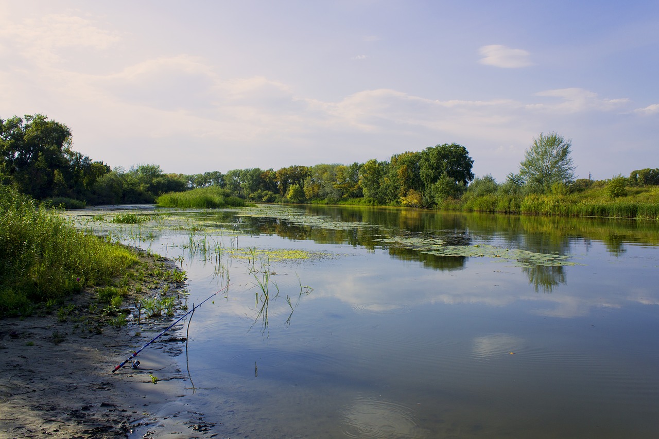 summer river trees free photo