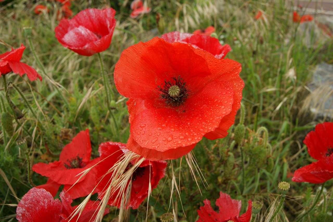 summer flowers red poppy free photo