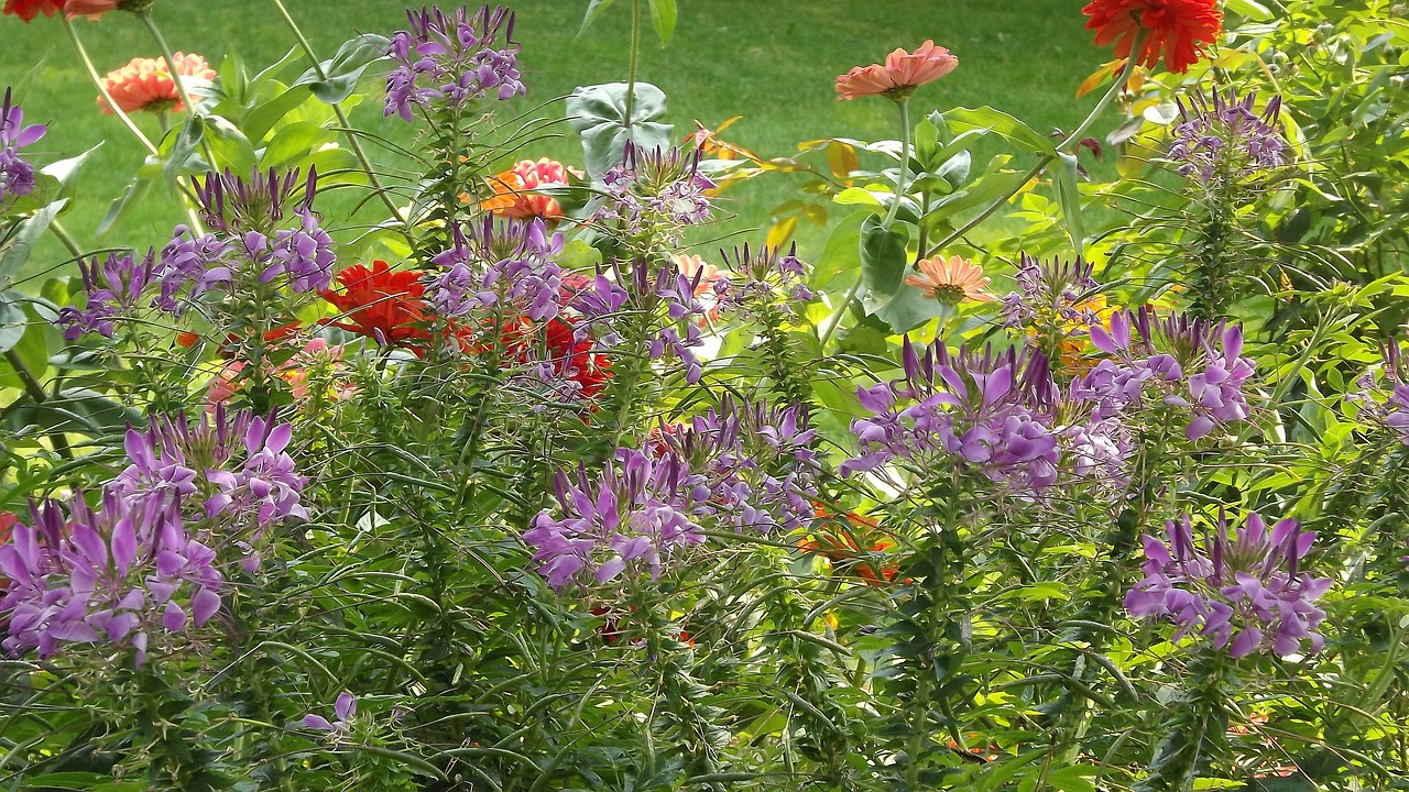 summer flowers garden free photo