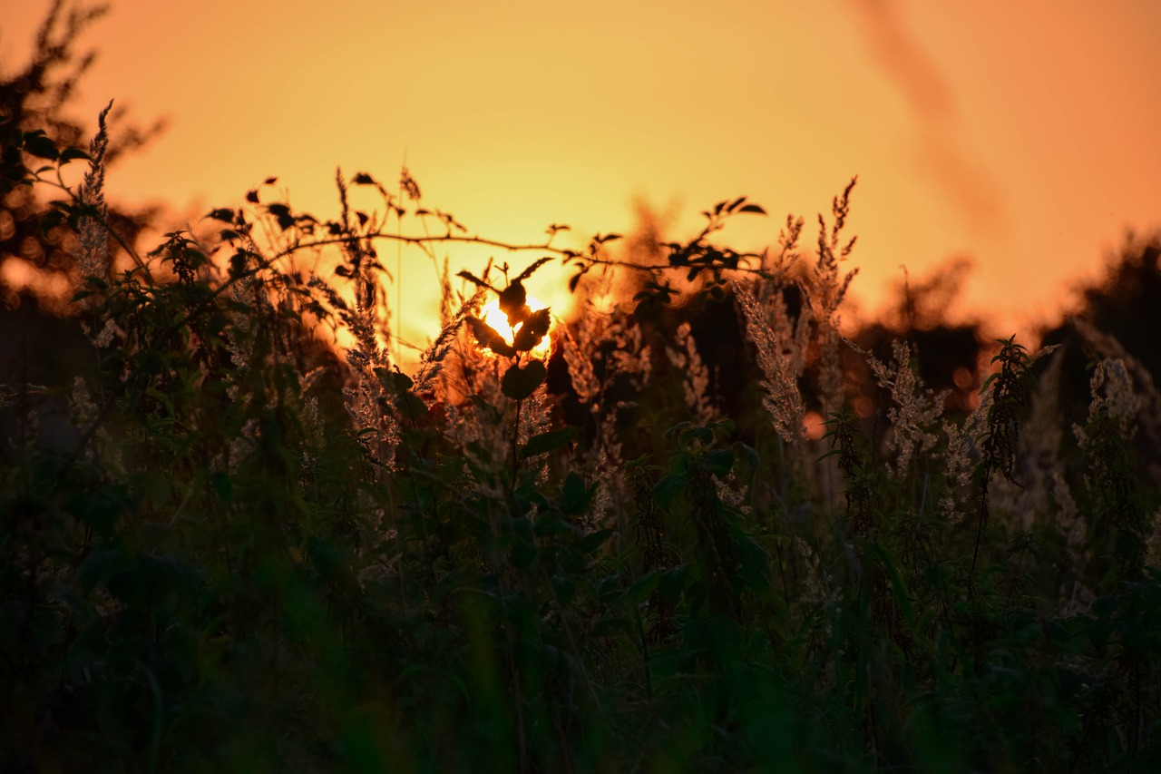 summer landscape sun free photo