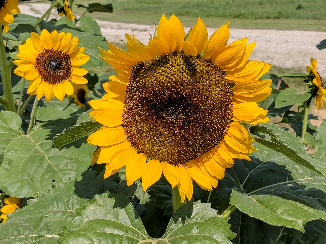 summer yellow sunflower free photo