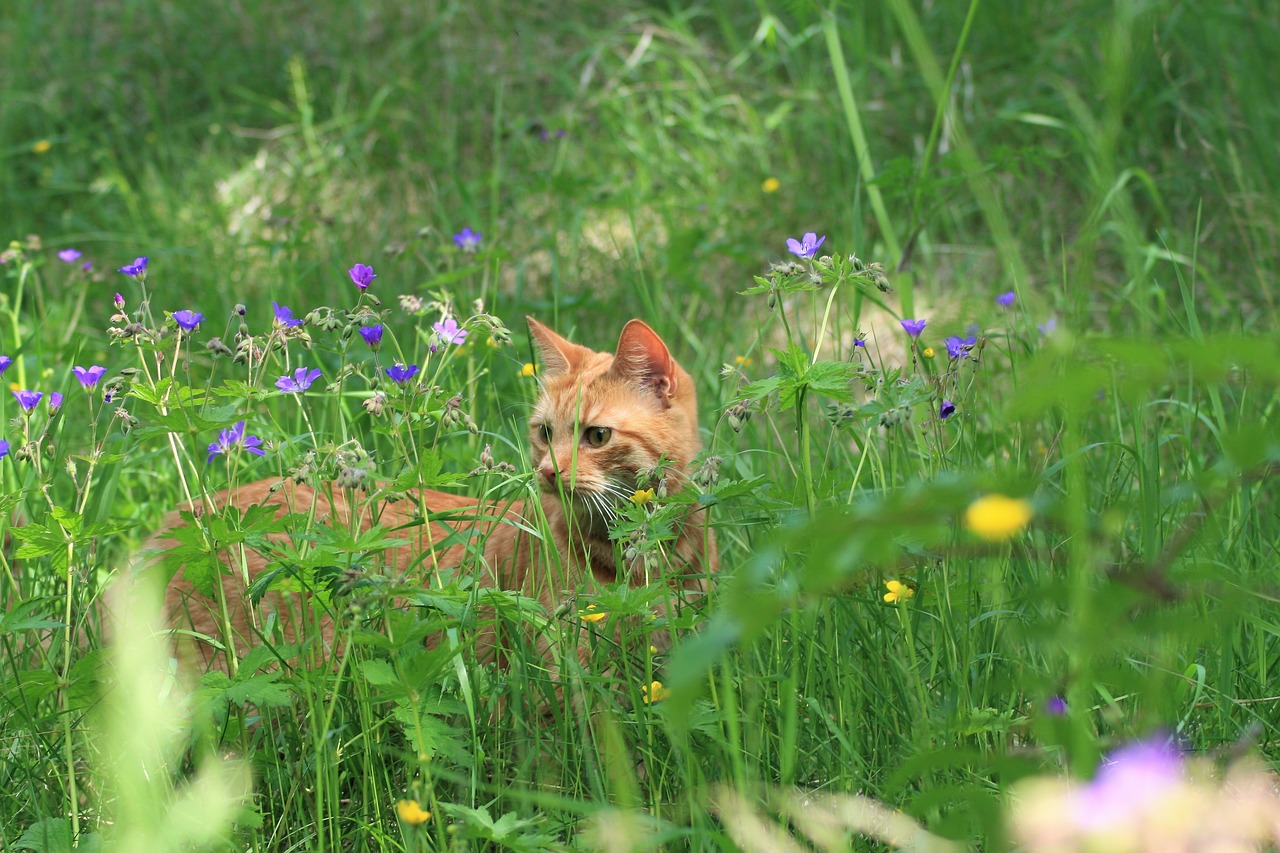 summer cat nature free photo