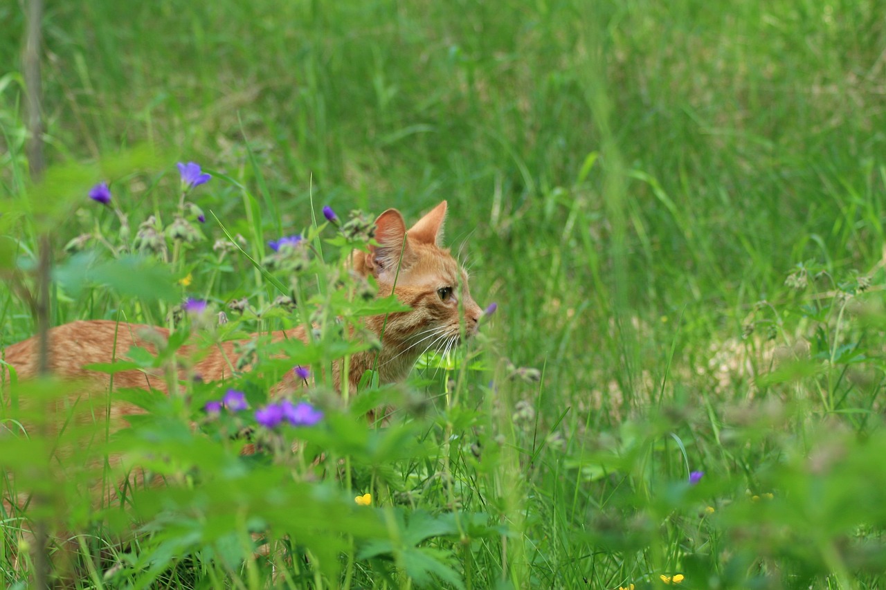 summer cat nature free photo