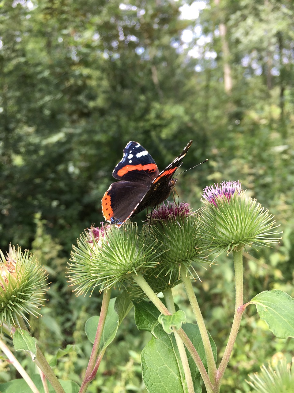 summer butterfly atalanta free photo