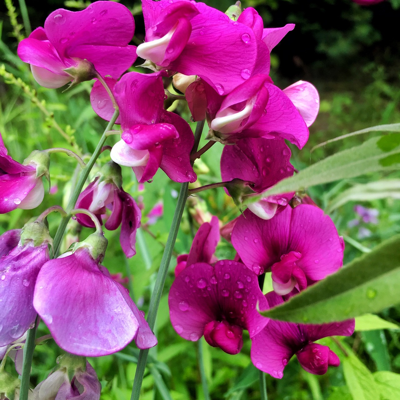 summer sweet peas purple flowers free photo
