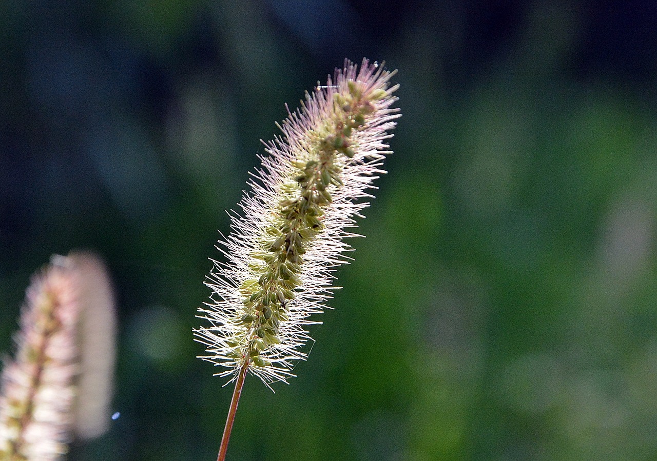 summer a thread nature free photo