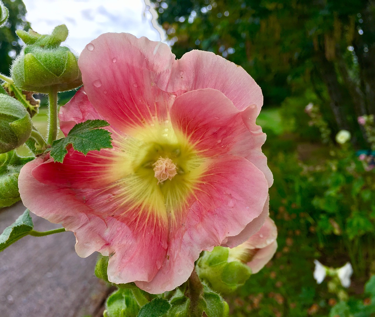 summer pink flower free photo