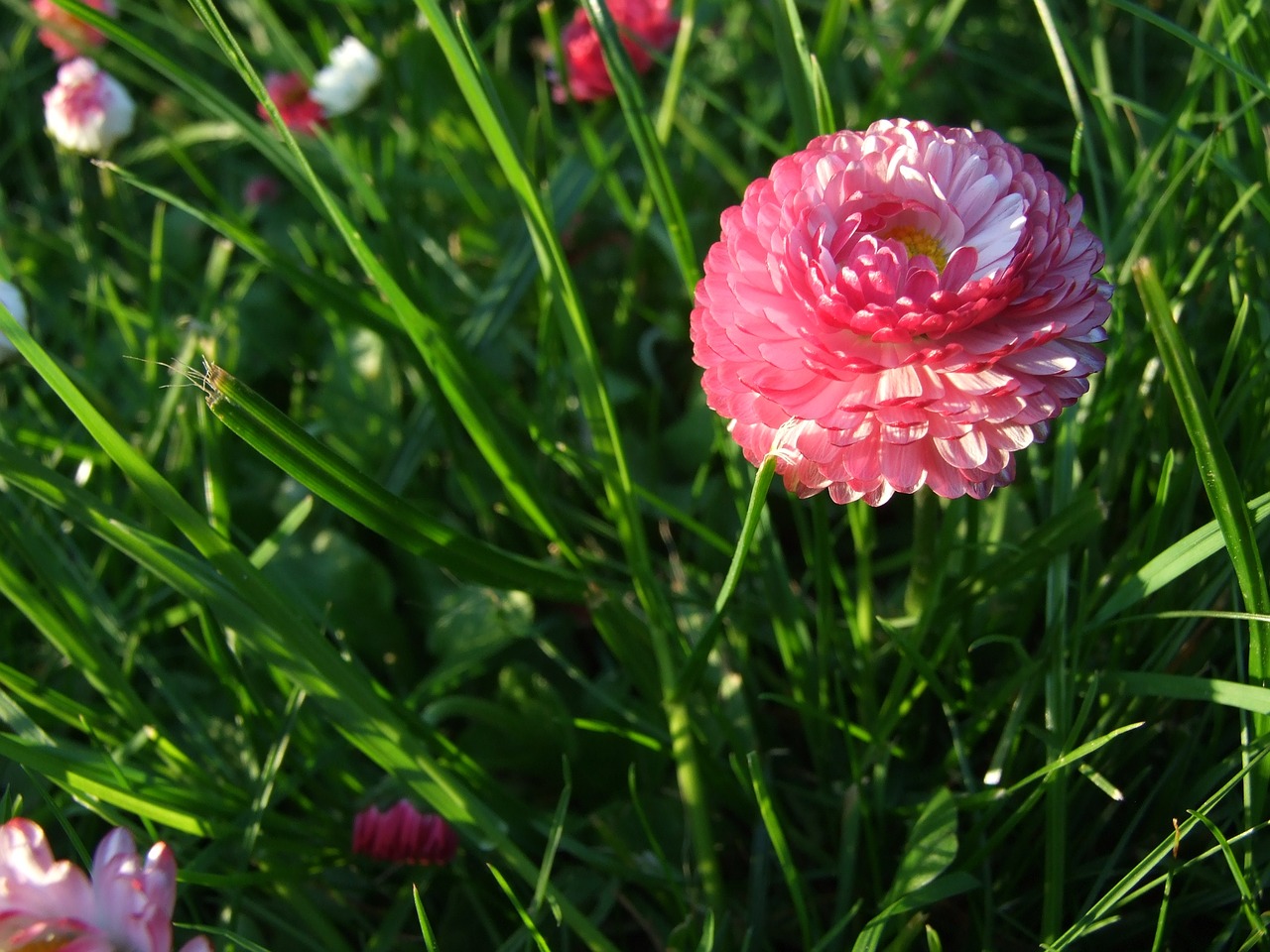 summer spring daisy free photo