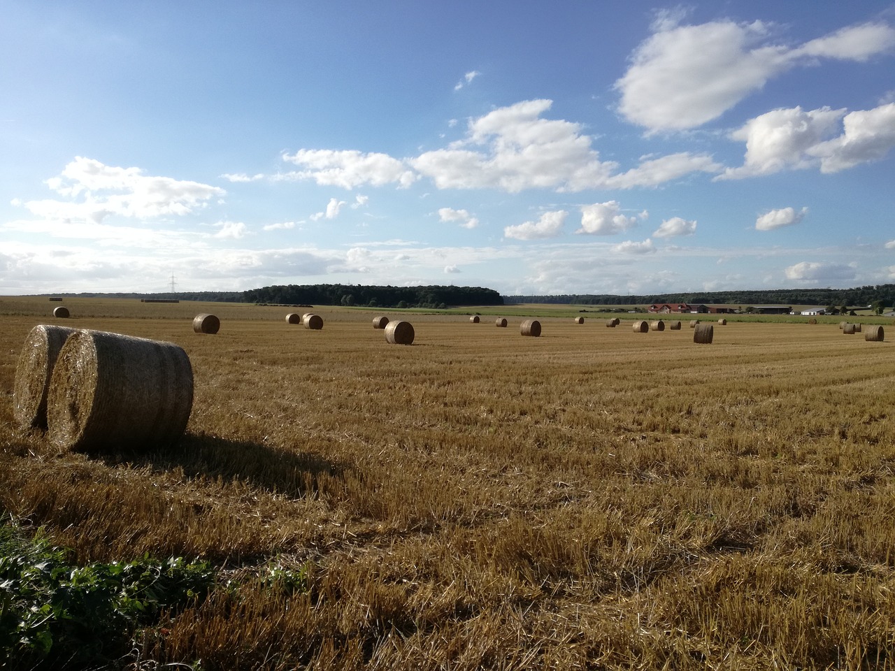 summer agriculture field free photo