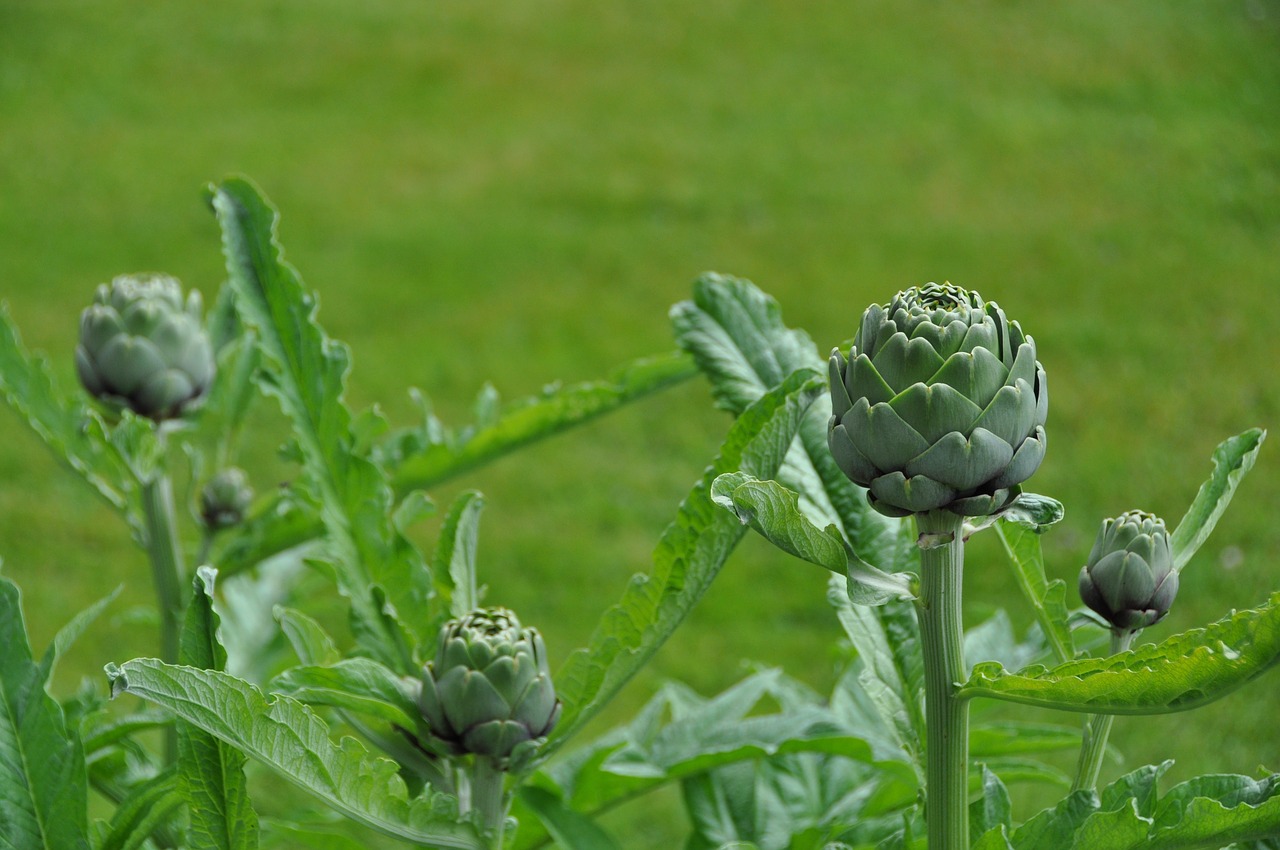 summer flower garden free photo