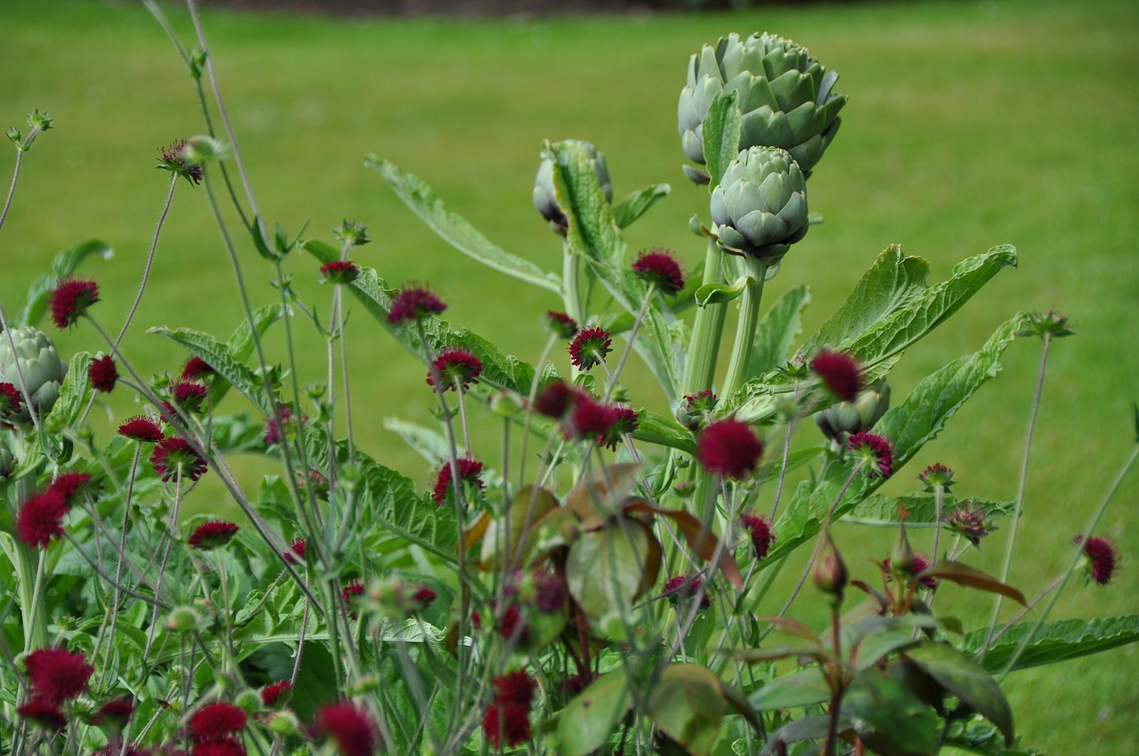 summer flower garden free photo