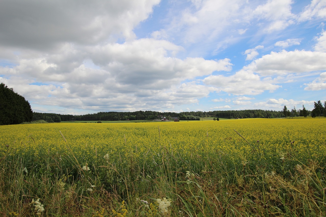 summer grain clouds free photo