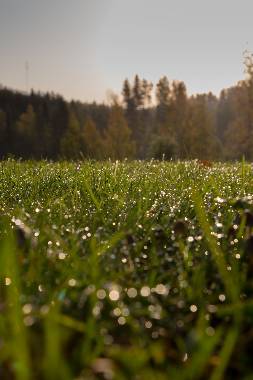 summer grass finnish free photo