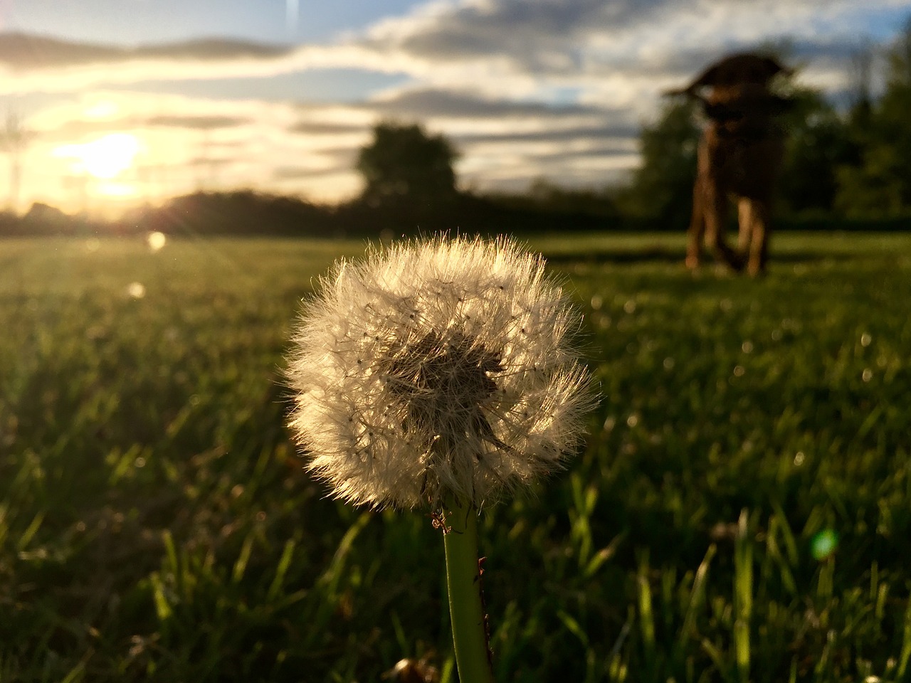 summer dandelion nature free photo