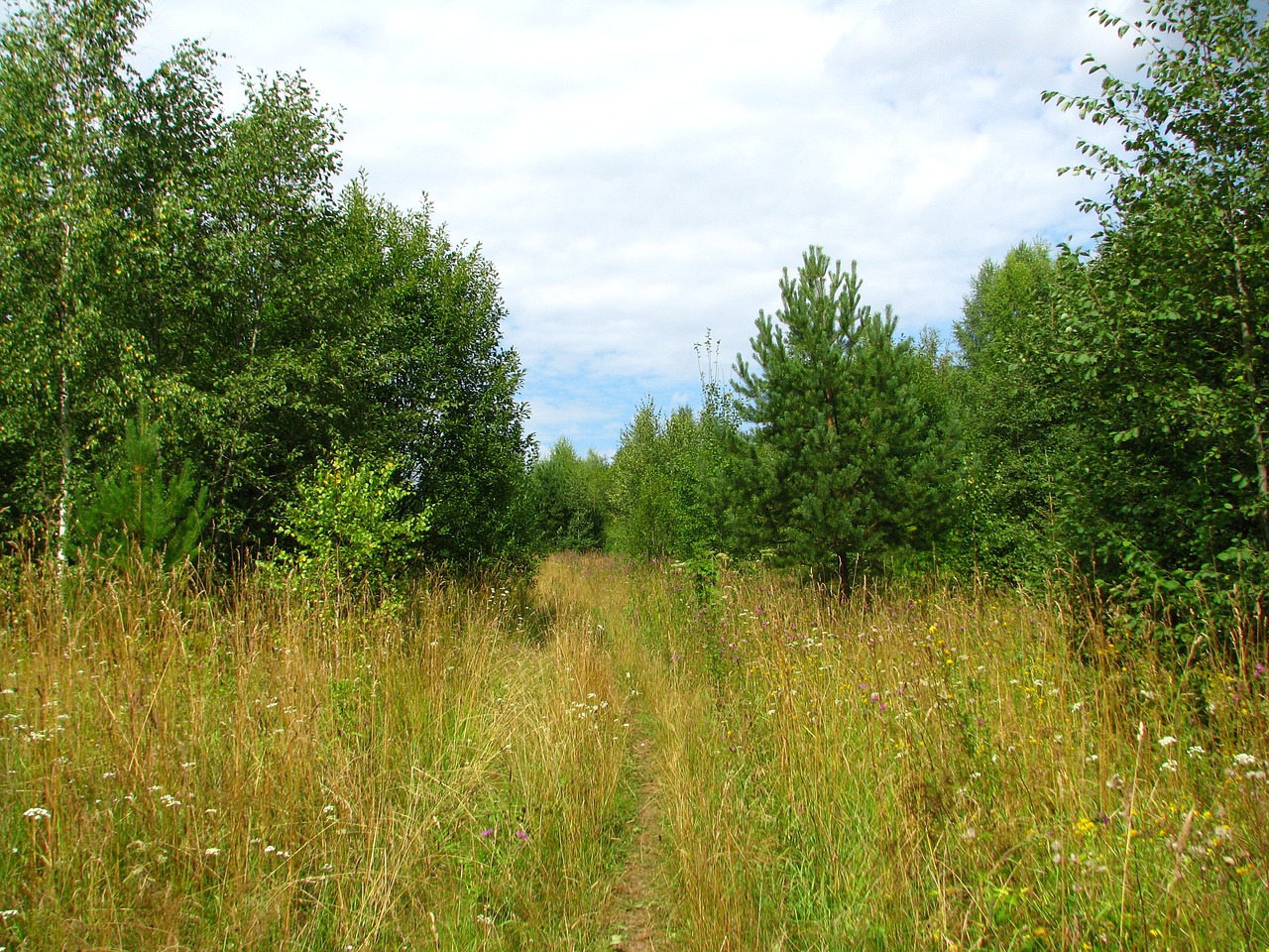 summer forest blue sky free photo