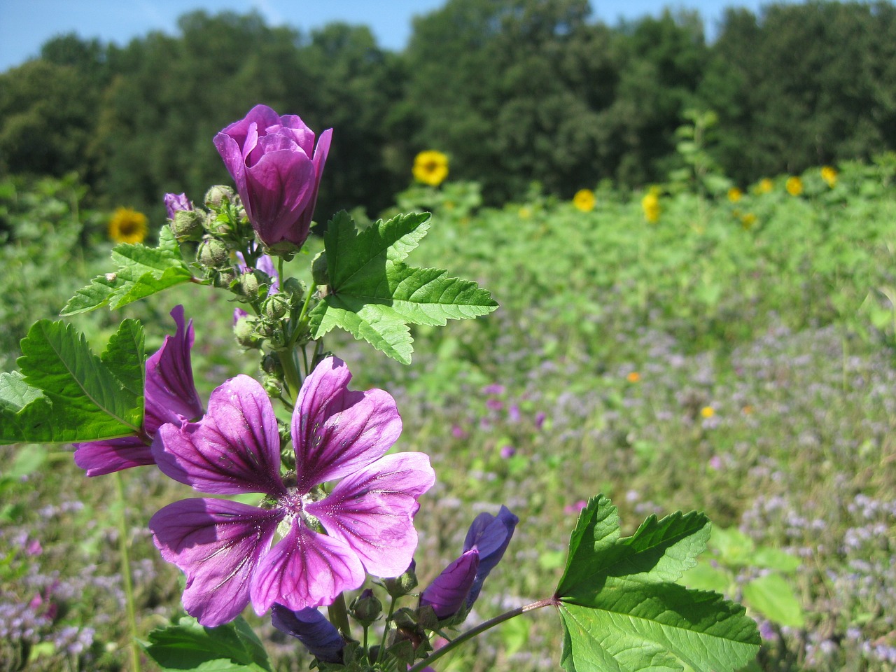 summer flowers purple free photo