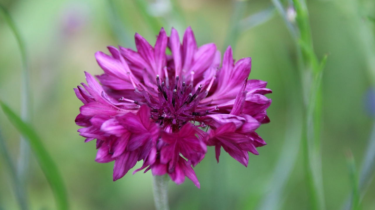 summer flower plant free photo