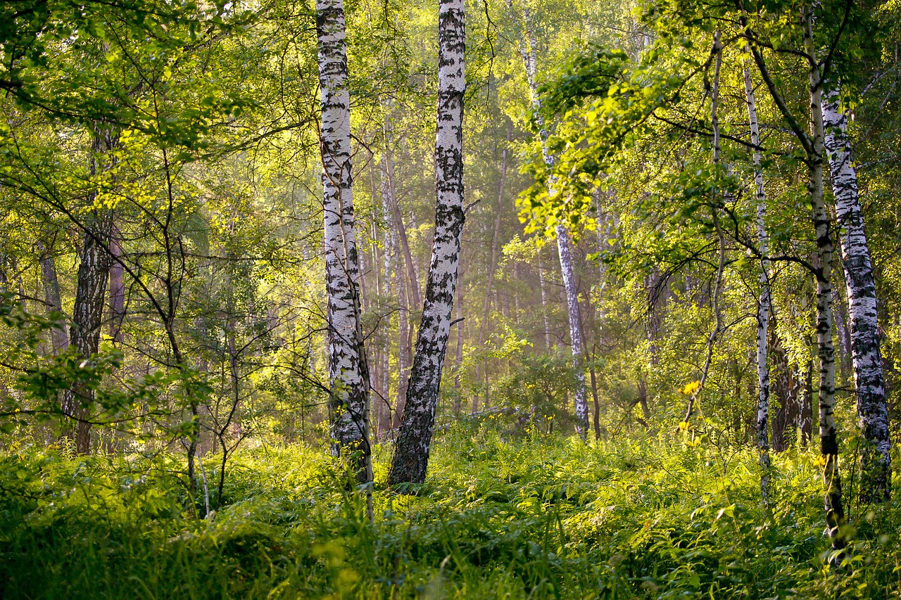 summer landscape background free photo