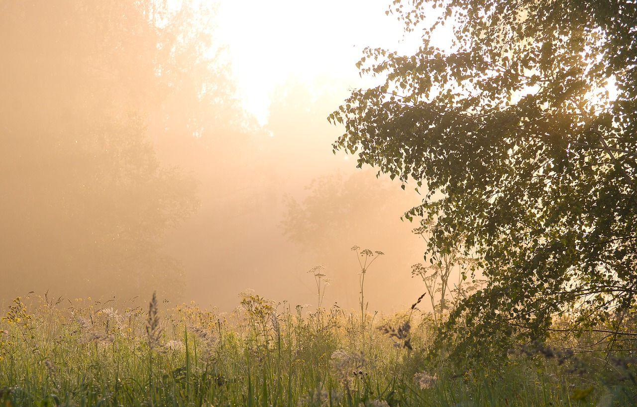 summer landscape background free photo