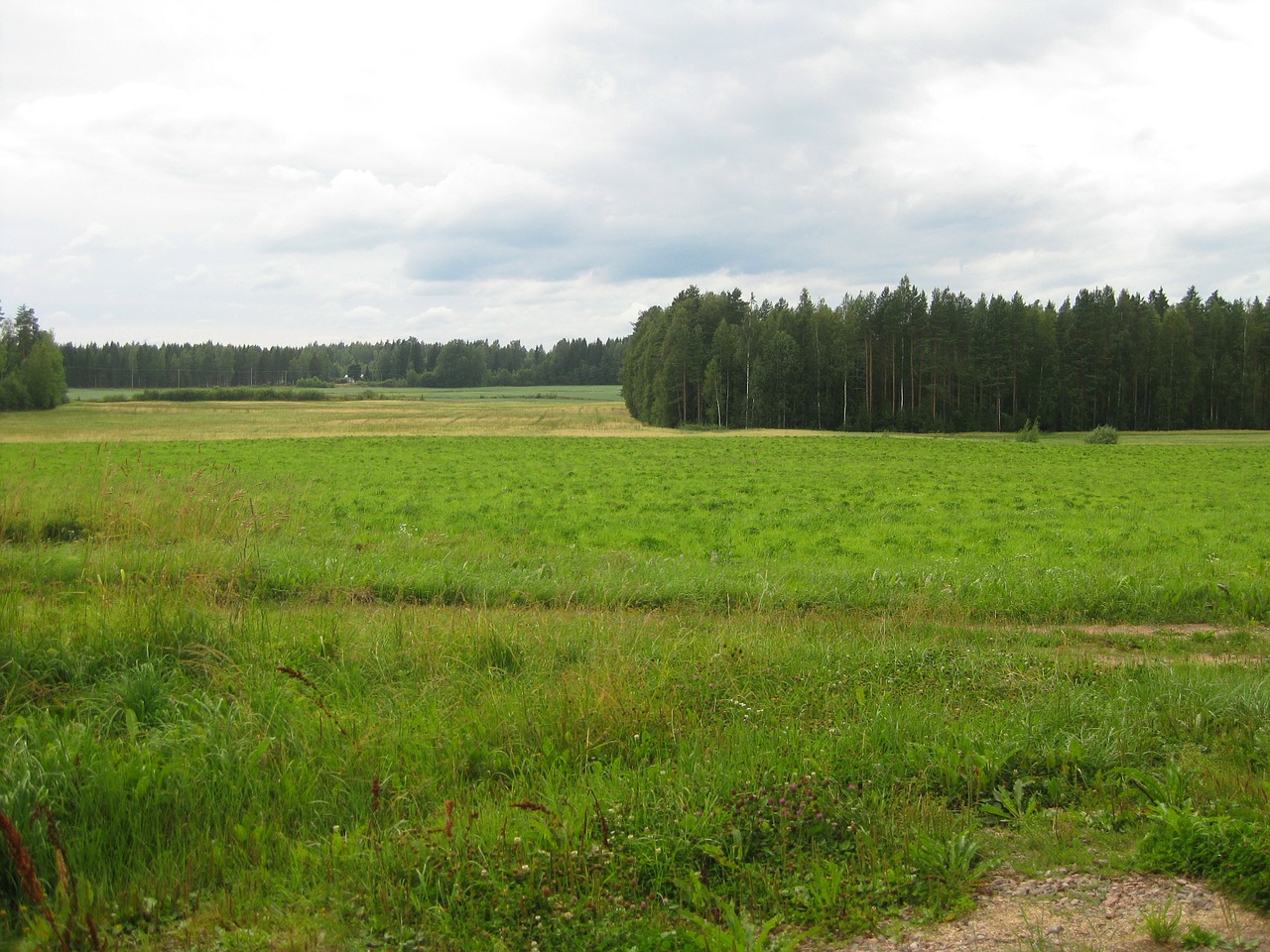 summer landscape forest free photo