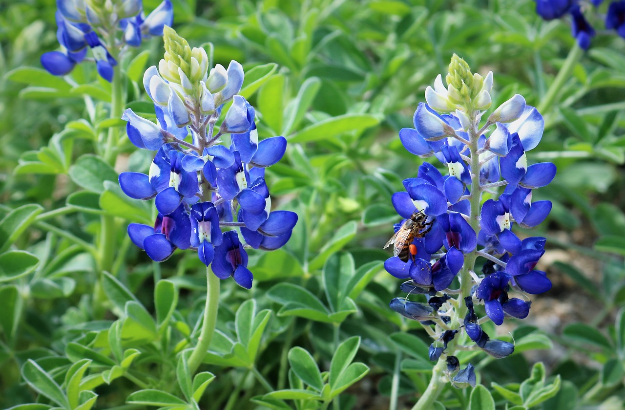 summer nature flower free photo