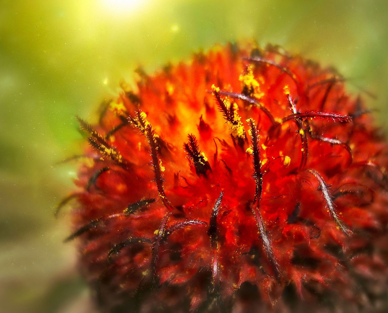 summer  flower  red free photo