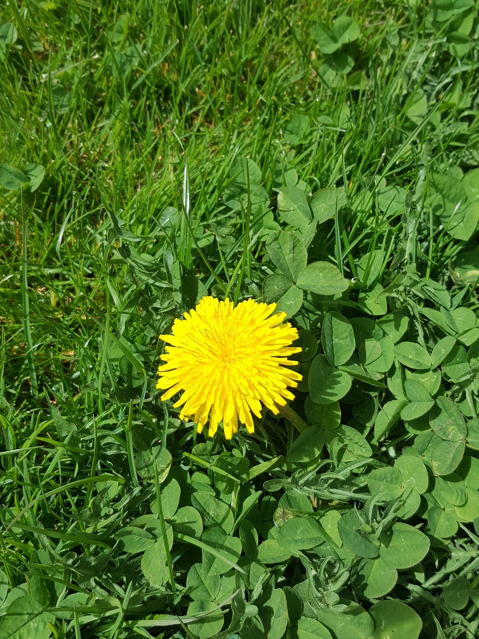 summer  nature  flower free photo