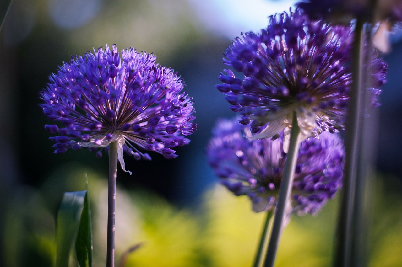 summer flowers purple free photo