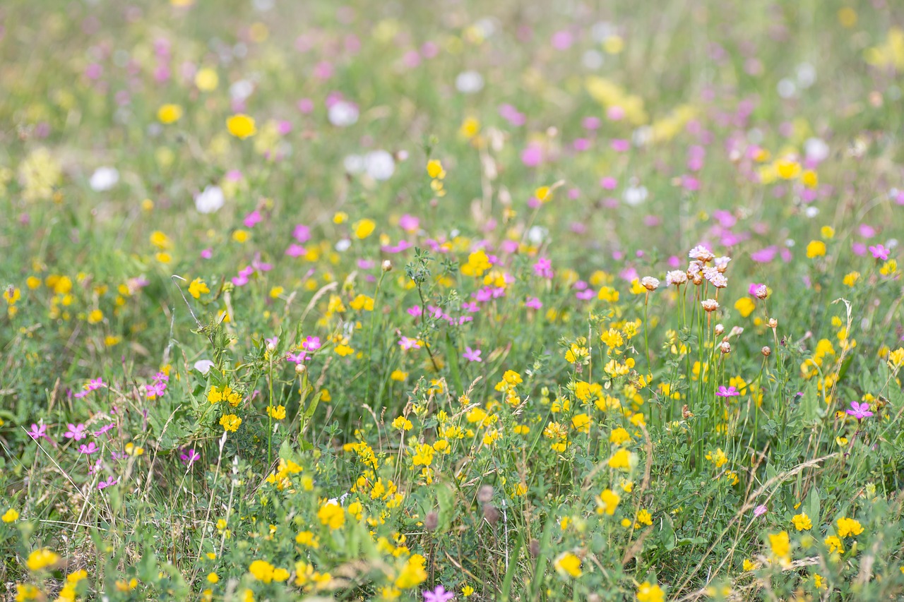 summer  field  meadow free photo