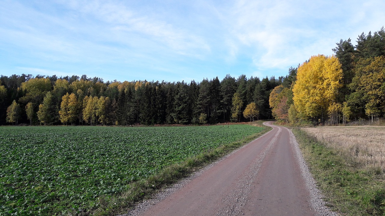 summer  dirt road  autumn free photo