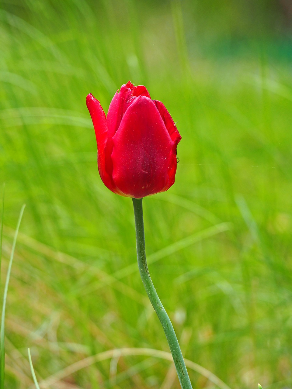 summer  spring  tulip free photo