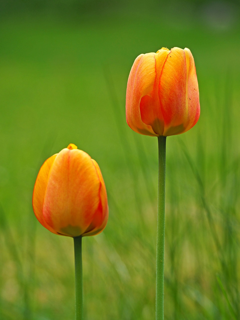 summer  spring  tulip free photo