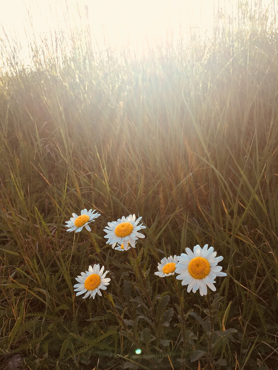 summer  daisy  sunshine free photo