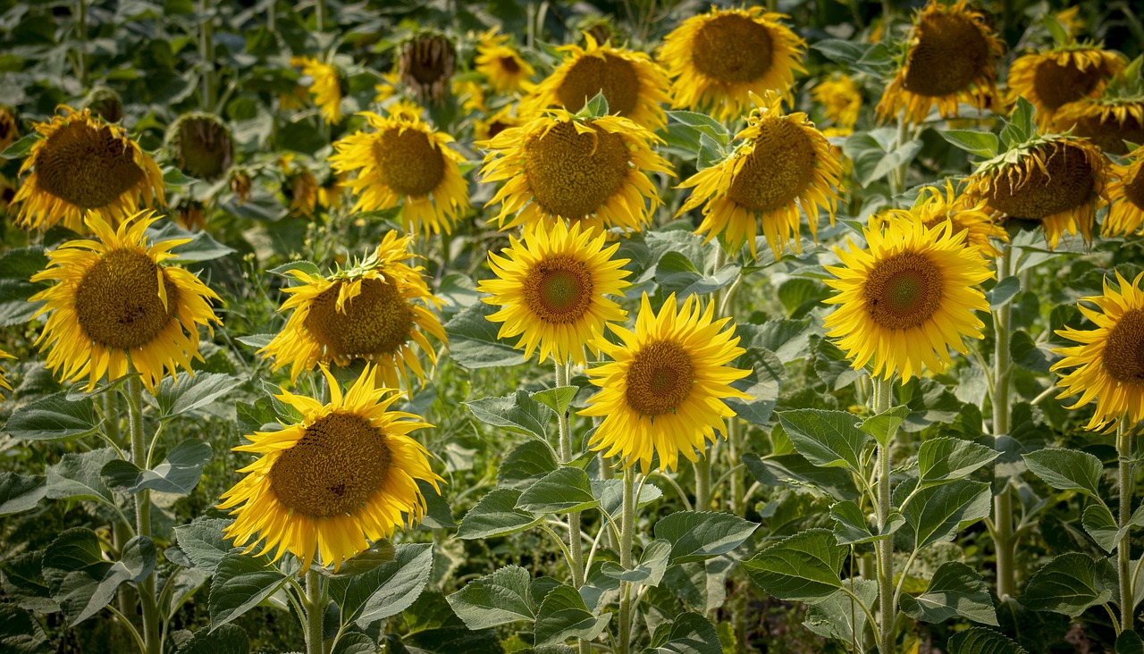 summer  sunflower  yellow free photo